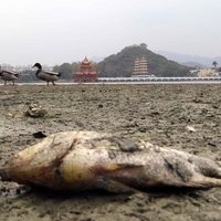 久旱不雨 蓮池潭魚兒曬斃