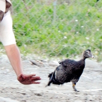 高病原禽流感 禽鳥類全撲殺