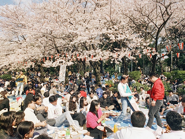 1988上野公園賞櫻