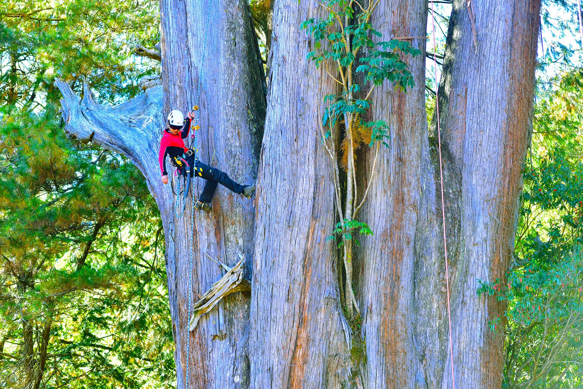 大雪山神木研究