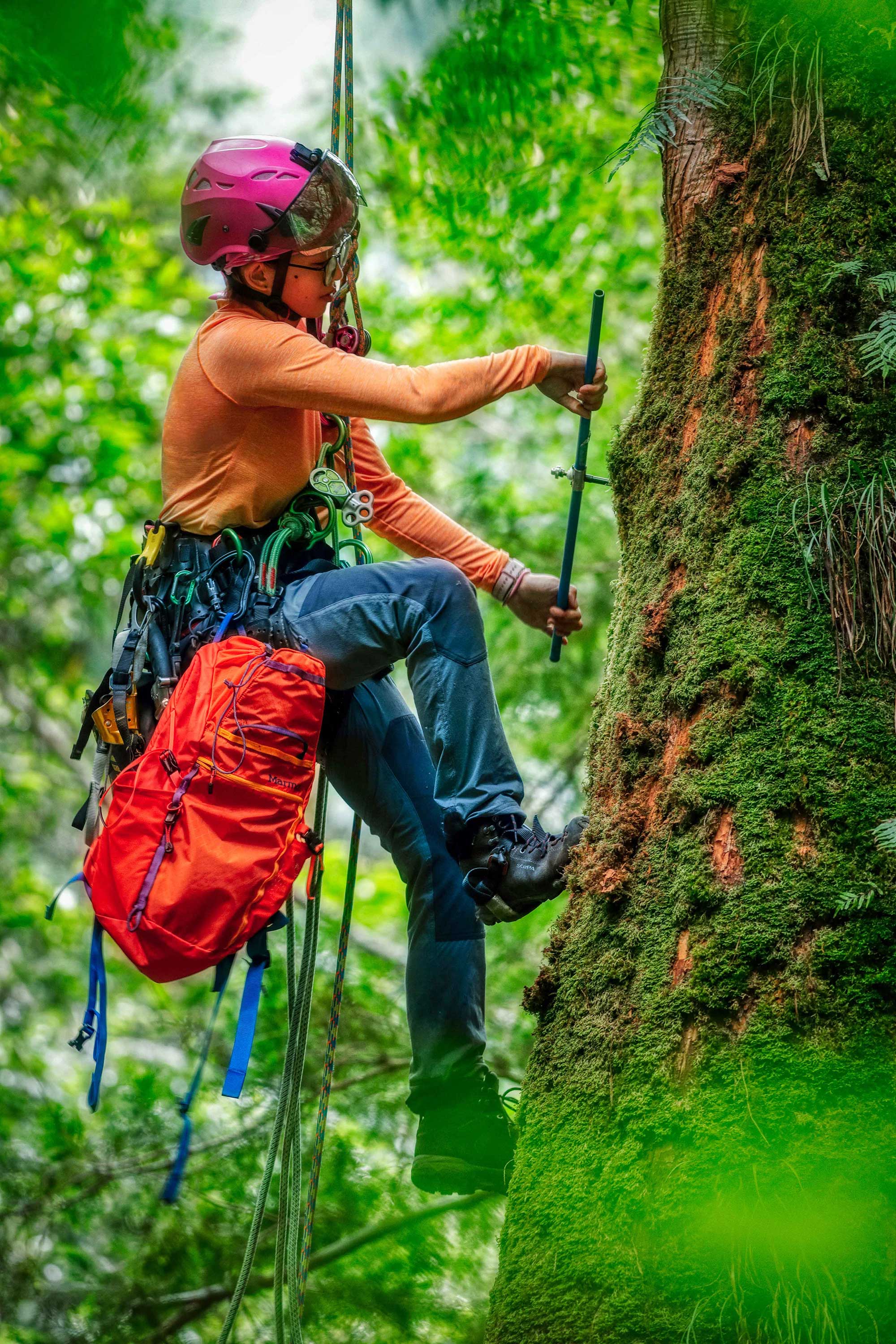 木執行樹上任務