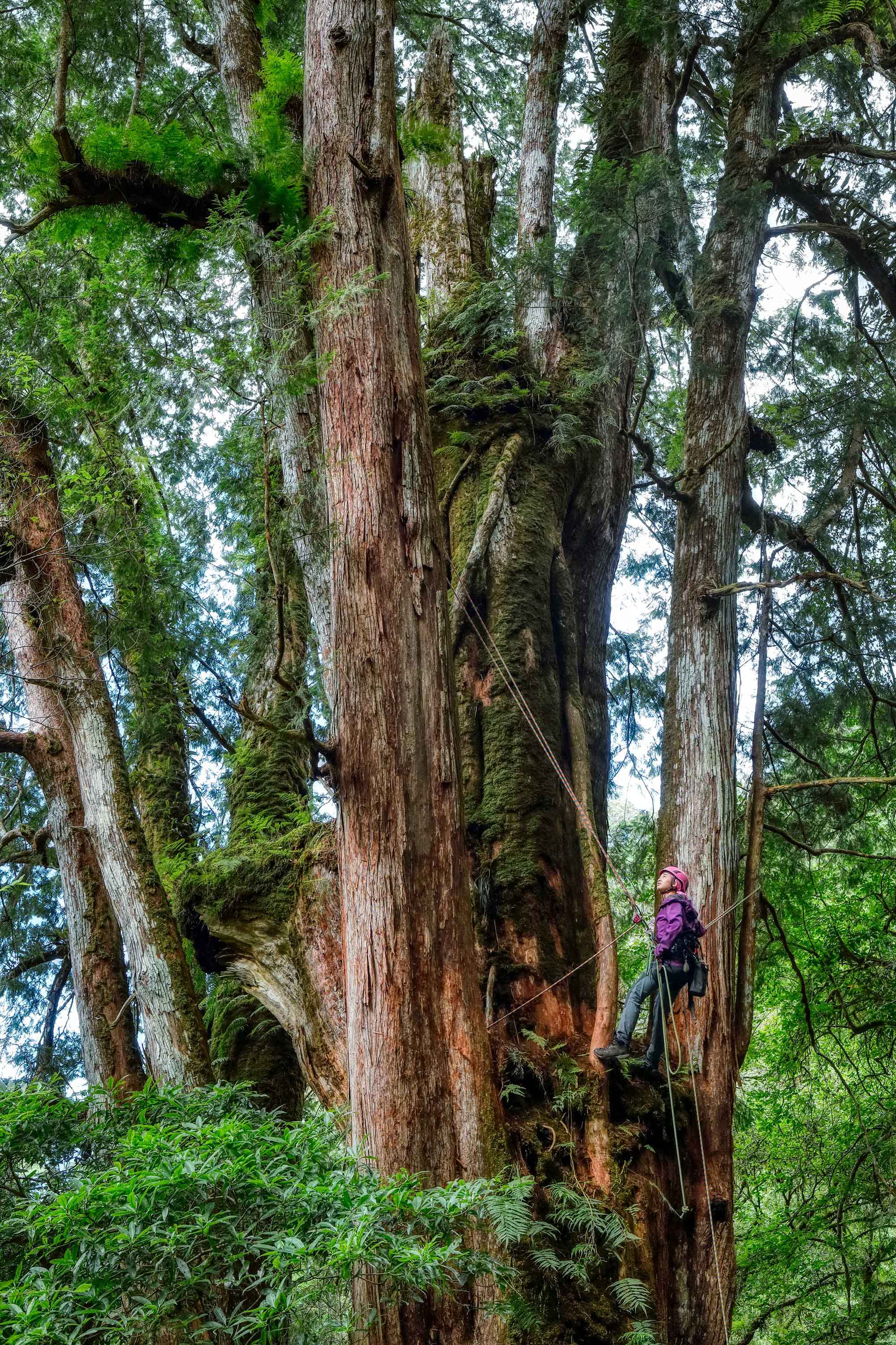 拉拉山巨木研究