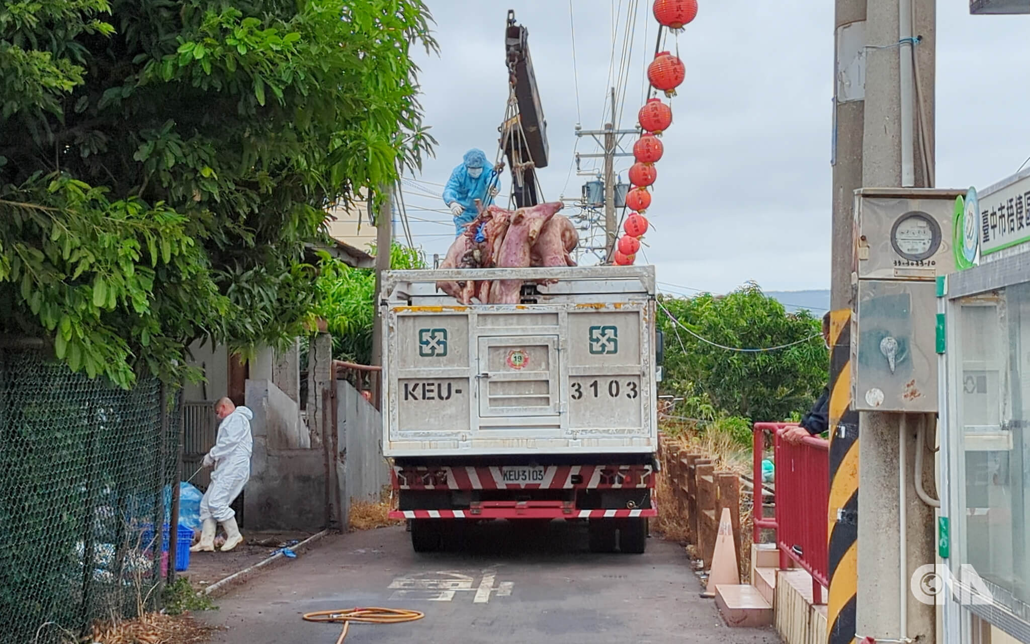 台中梧棲一座養豬場驗出非洲豬瘟陽性