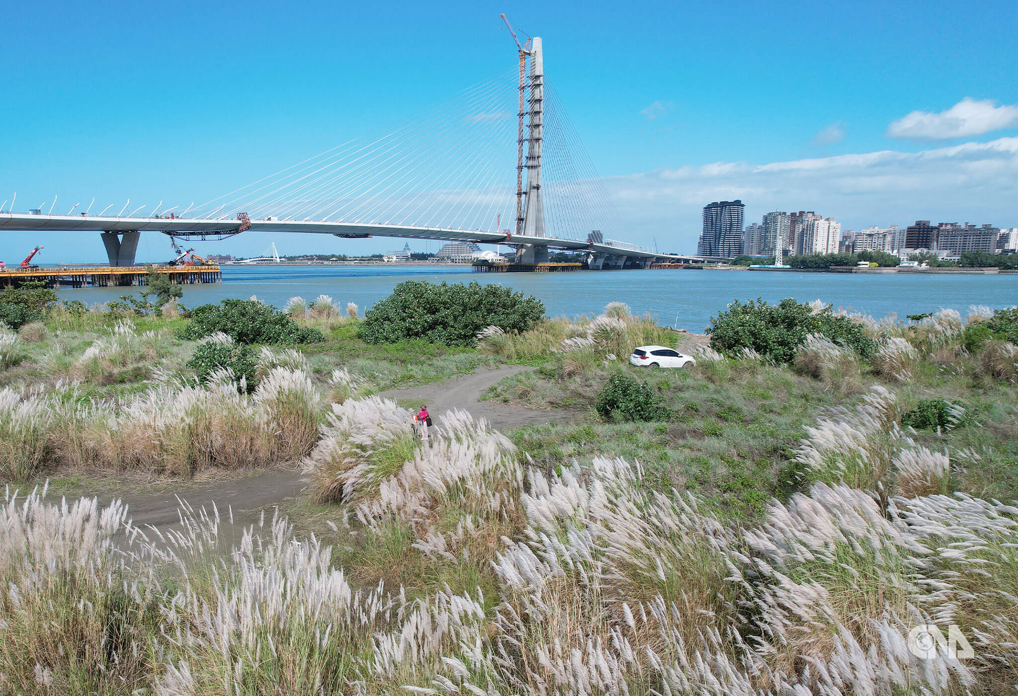 挖仔尾芒花盛開，民眾賞橋與芒花。